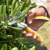 INGCO Ψαλίδι κλαδέματος 8"/205mm HPS0308