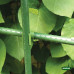 GRASHER Ενωτικά κλίπς cross Φ.16mm στηριγμάτων φυτών 12 τμχ 104020